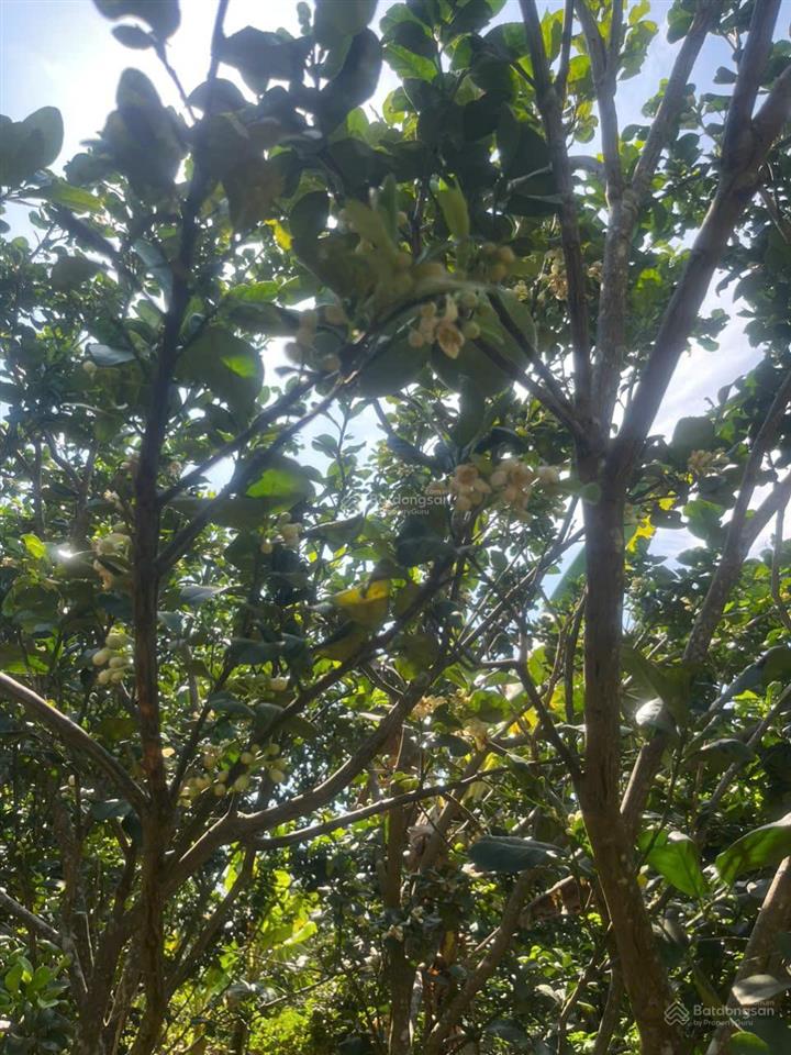 Bán gấp 2000m² đất vườn (có thổ cư) trảng bom  giá rẻ chỉ 4.25 tỷ