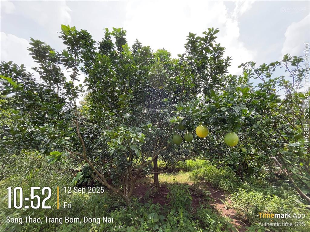 Bán gấp 2000m² đất vườn (có thổ cư) trảng bom  giá rẻ chỉ 4.25 tỷ