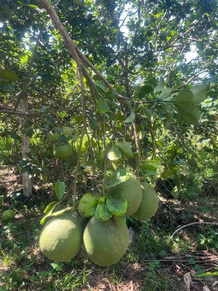 Bán gấp 2000m² đất vườn (có thổ cư) trảng bom  giá rẻ chỉ 4.25 tỷ