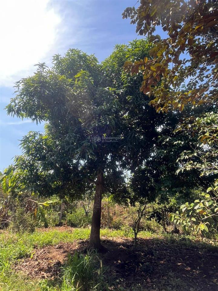 Bán gấp 2000m² đất vườn (có thổ cư) trảng bom  giá rẻ chỉ 4.25 tỷ