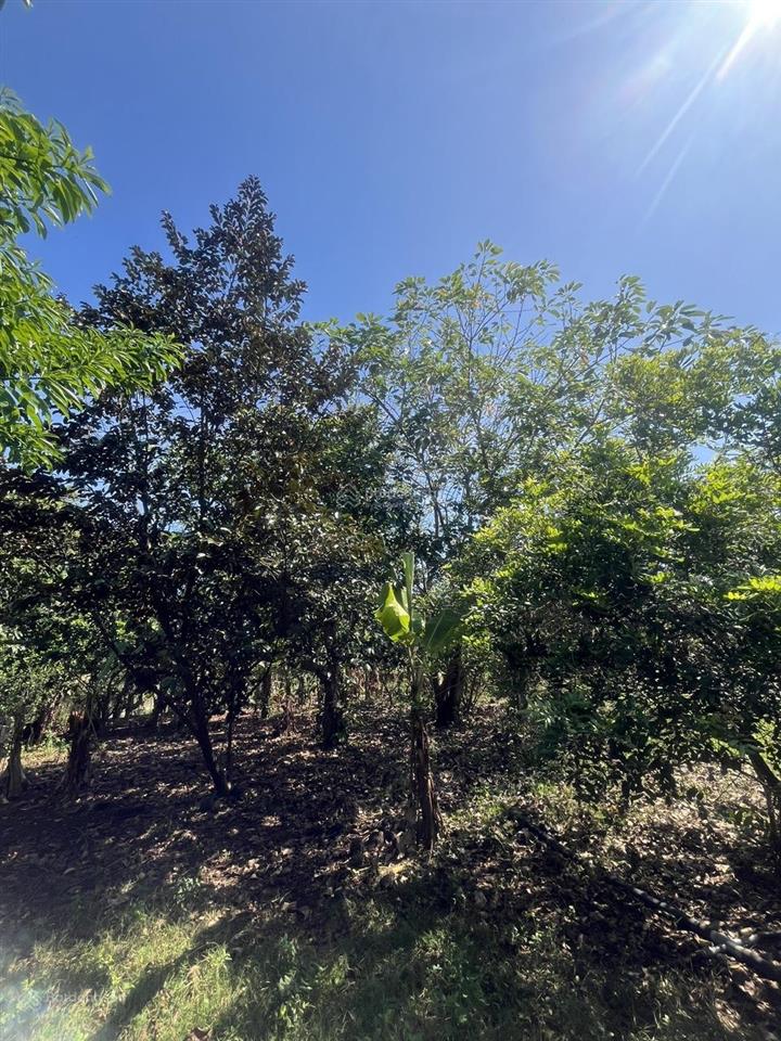 Bán gấp 2000m² đất vườn (có thổ cư) trảng bom  giá rẻ chỉ 4.25 tỷ