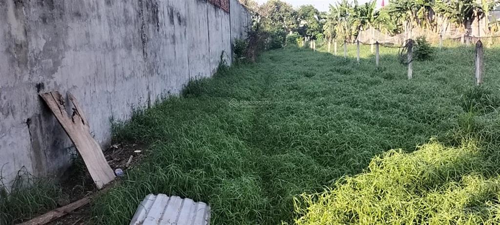 Bán trang trại siêu đẹp lô đất 1ha truông mít, dương minh châu, tây ninh giá chạm đáy