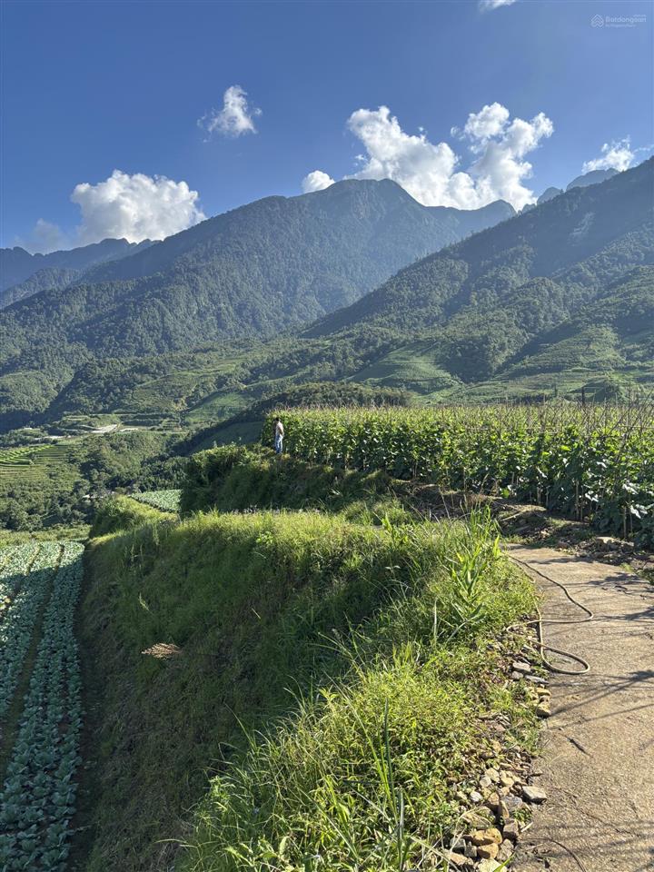 Sapa xã ngũ chỉ sơn em có 1600m2 chính chủ cắt lỗ 680tr tặng nguyên 1 vườn đào, ôtô vào tận cửa