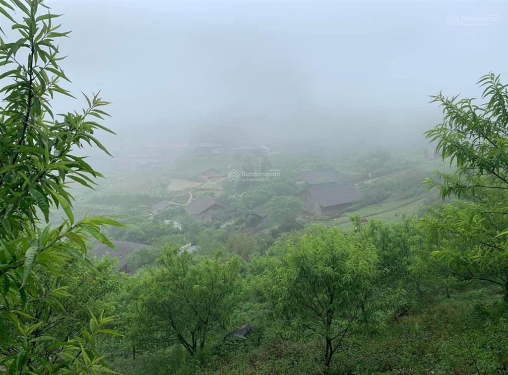Sapa xã ngũ chỉ sơn em có 1600m2 chính chủ cắt lỗ 680tr tặng nguyên 1 vườn đào, ôtô vào tận cửa