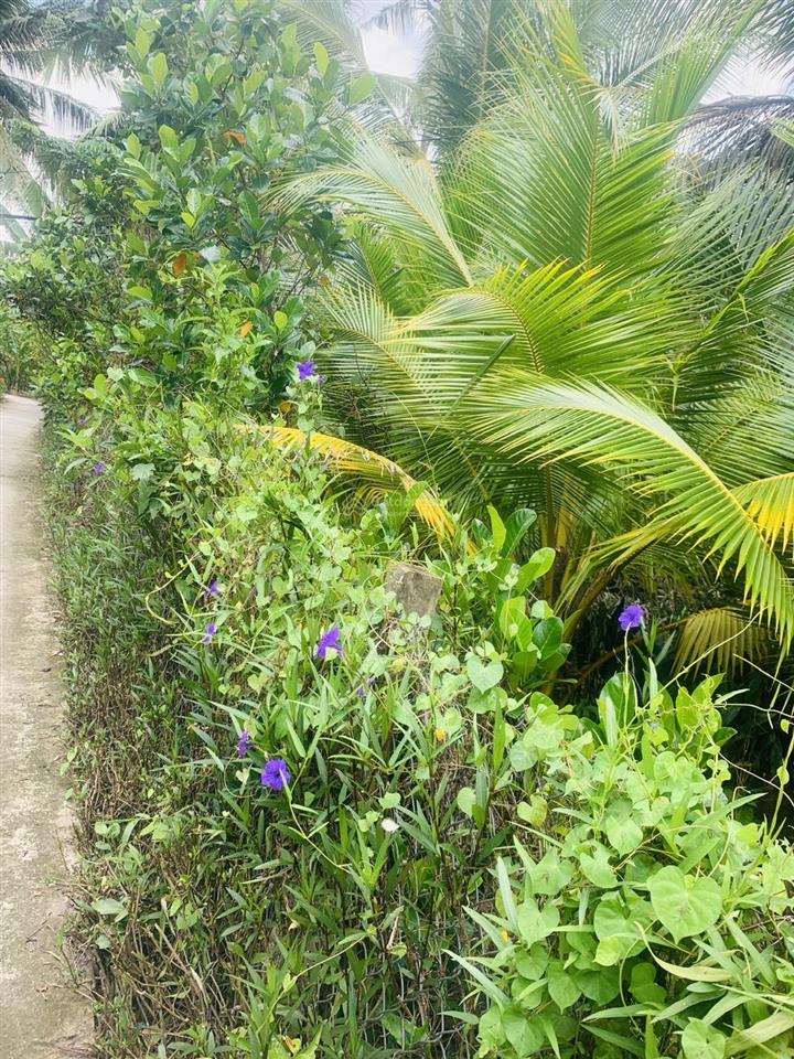 Cần bán gấp 2 thửa đất đối diện nhau, vị trí đẹp giá chỉ 420 triệu