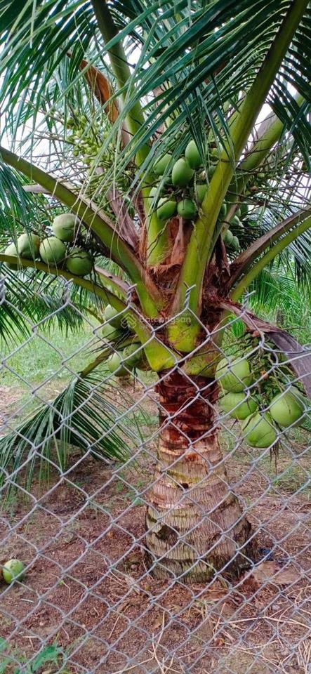 Cần bán gấp đất vàng ngay kcn giao long vị trí đắc địa, tiềm năng sinh lời cao