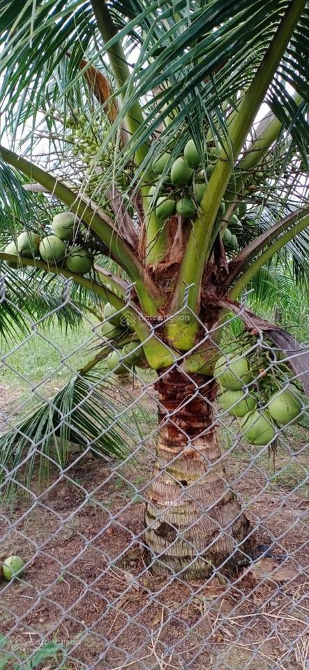 Cần bán gấp đất vàng ngay kcn giao long vị trí đắc địa, tiềm năng sinh lời cao