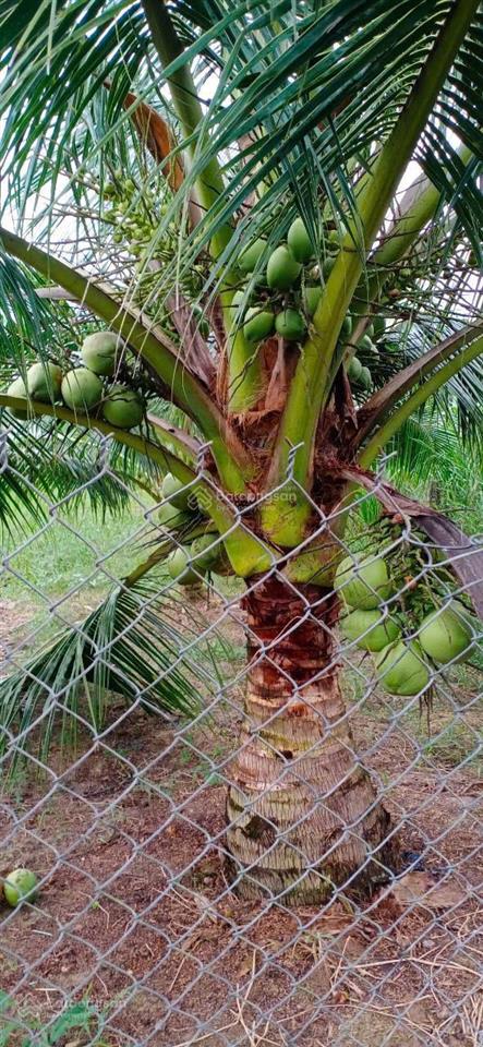 Cần bán gấp đất vàng ngay kcn giao long vị trí đắc địa, tiềm năng sinh lời cao