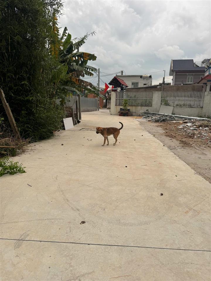 Bán đất full thổ hẻm xe hơi ngay thị trấn hóc môn lý thường kiệt ngang 4*16 chỉ nhỉnh 2 tỷ sổ riêng