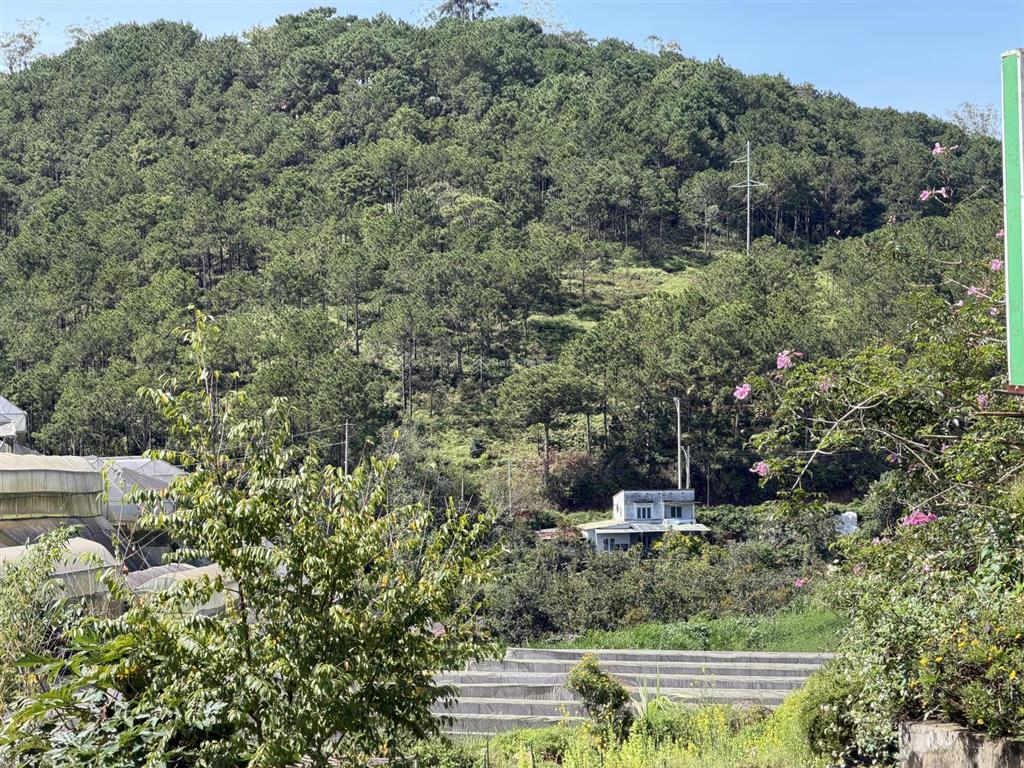 Chiếc villa xưa view thông xanh diện tích lớn trung tâm