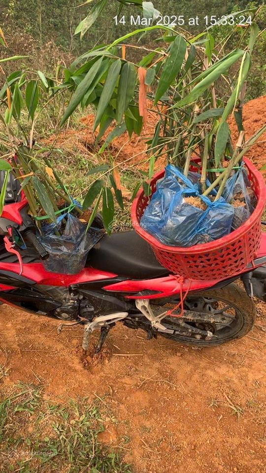 Bán đất rừng sản xuất tại kim bôi, hòa bình