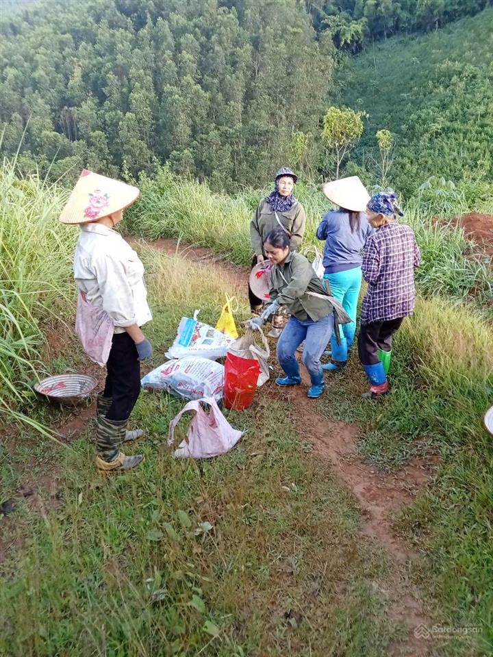 Bán đất rừng sản xuất tại kim bôi, hòa bình
