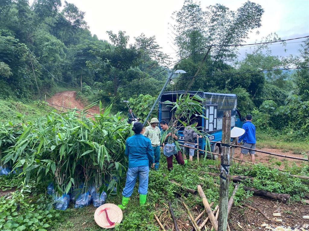 Bán đất rừng sản xuất tại kim bôi, hòa bình