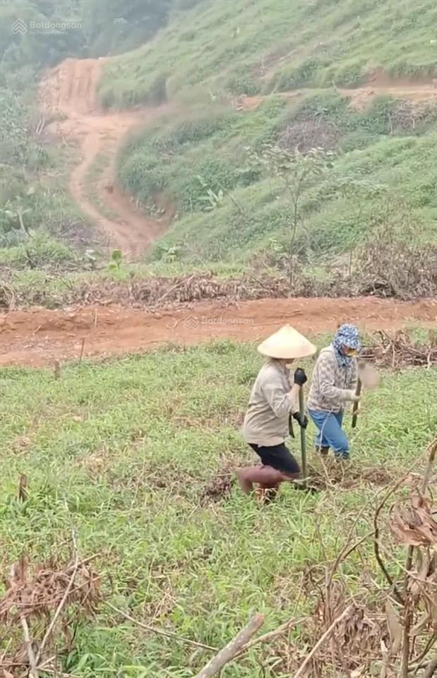 Bán đất rừng sản xuất tại kim bôi, hòa bình
