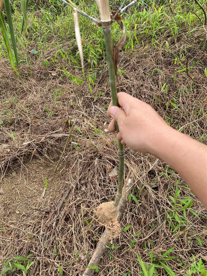 Bán đất rừng sản xuất tại kim bôi, hòa bình