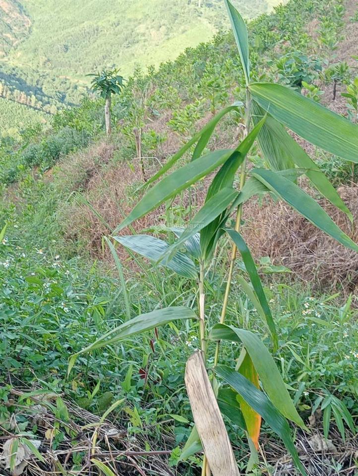 Bán đất rừng sản xuất tại kim bôi, hòa bình