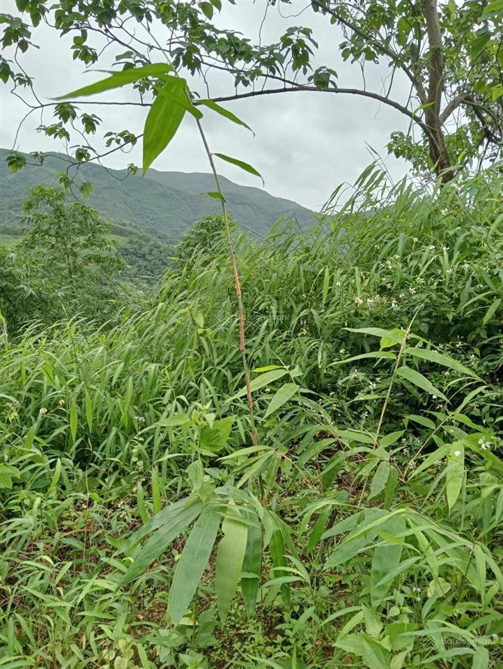 Bán đất rừng sản xuất tại kim bôi, hòa bình
