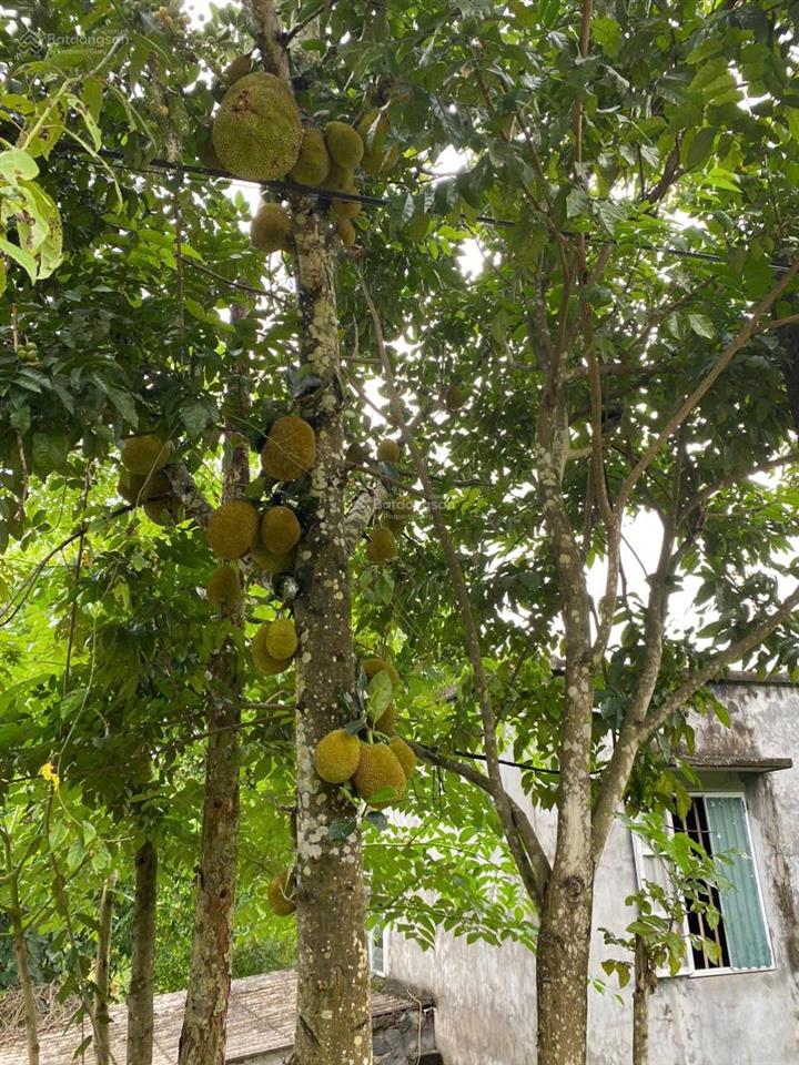 Bán nhà đất ven suối kim bôi siêu đẹp