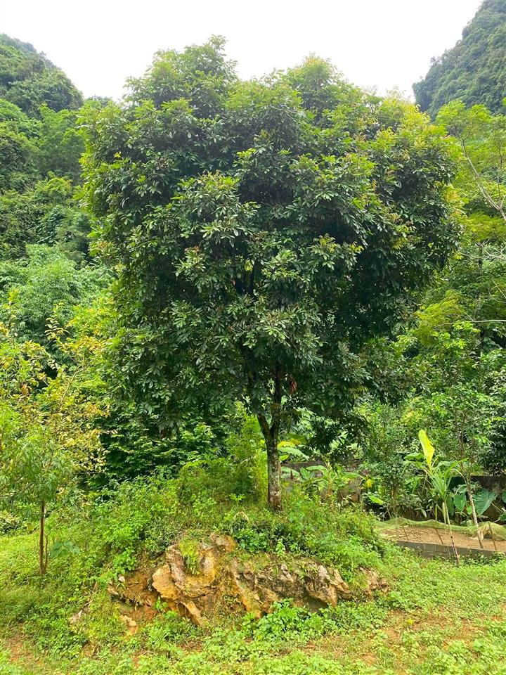 Bán đất trung tâm kim bôi siêu rẻ