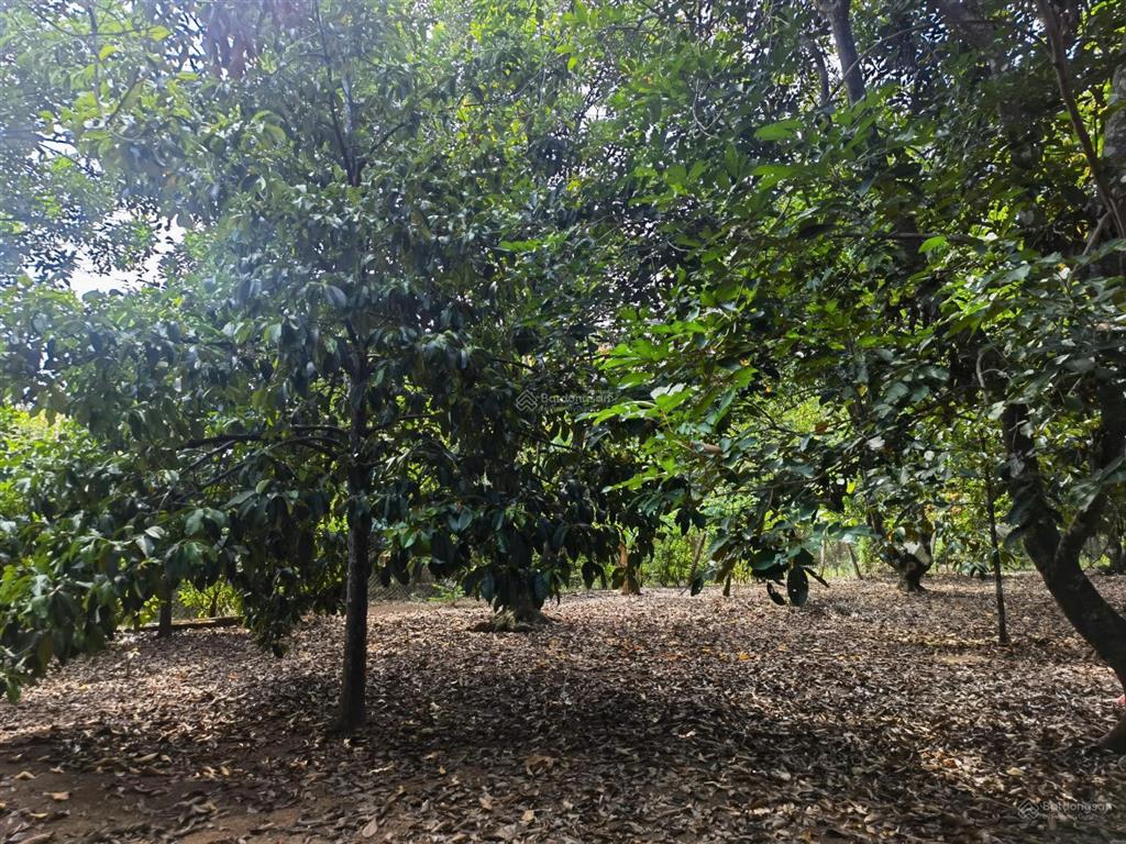 Bán đất vườn cây ăn trái mặt tiền đường lê a  6000m2  giá chỉ 7tr/m2