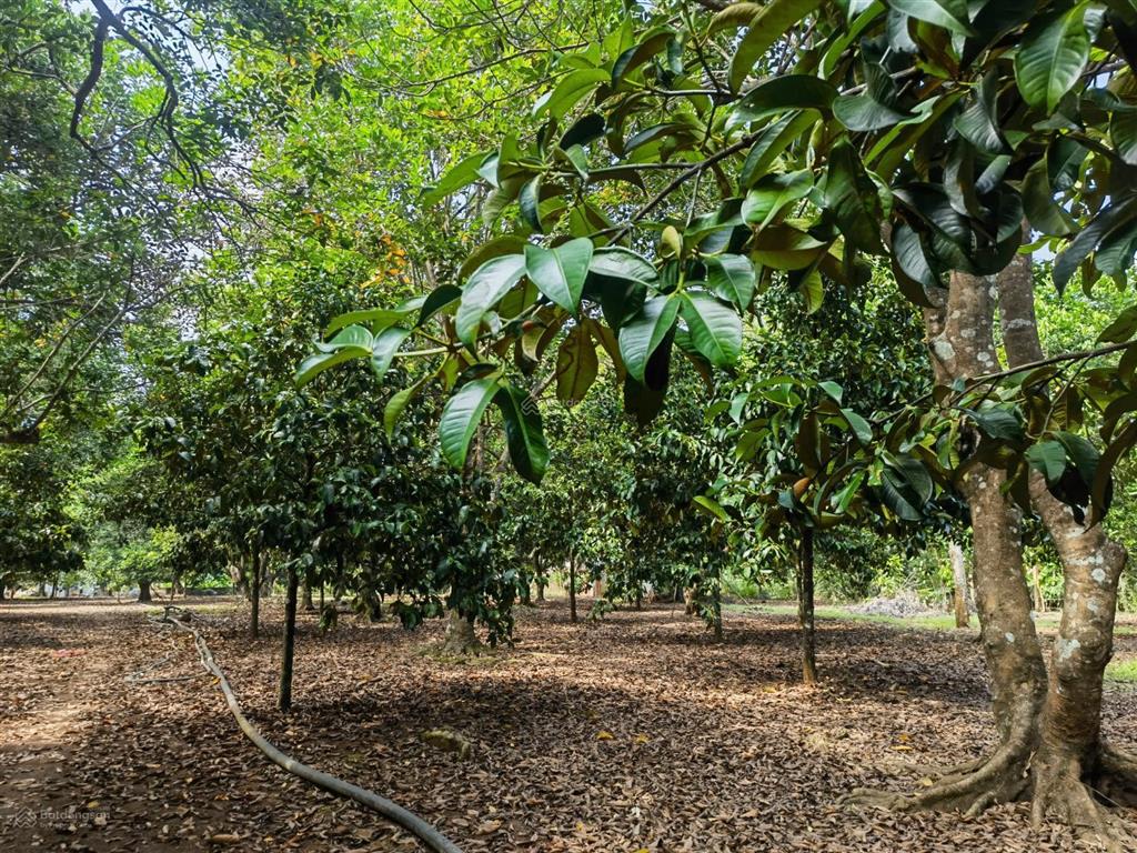 Bán đất vườn cây ăn trái mặt tiền đường lê a  6000m2  giá chỉ 7tr/m2