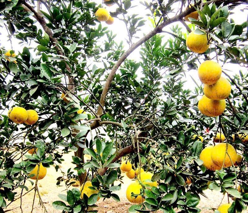 Đất đồng trạng  cổ đông full thổ gần ql21a, trục hồ tây  ba vì và khu công nghệ cao