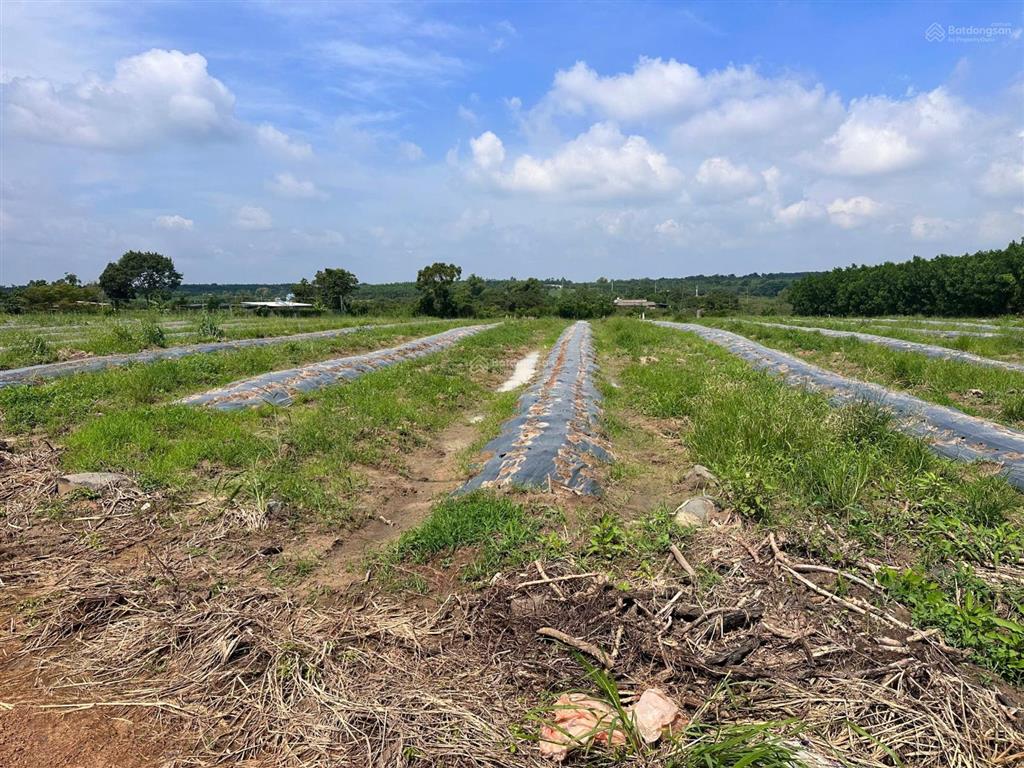 Chủ cần bán nhanh 14000m2 hoà hiệp, xã xuyên mộc bà rịa vũng tàu, đất đẹp bằng phẳng giá chỉ 5.5 tỷ