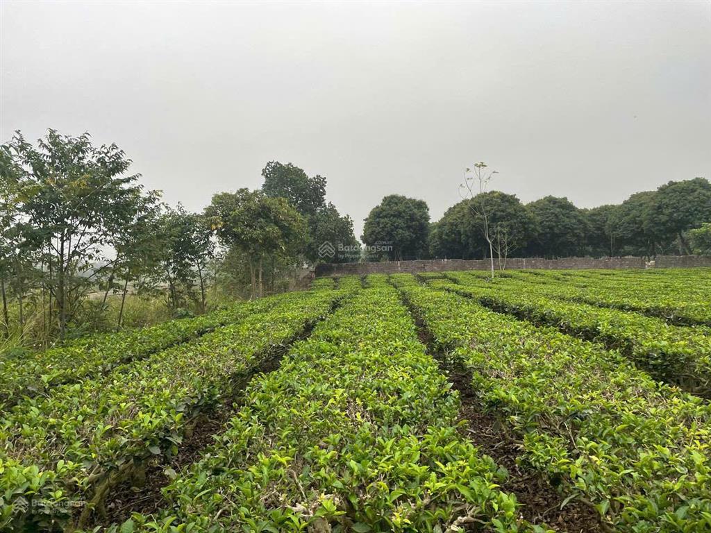 Bán 5.900m2 đất yên bài ba vì  mặt tiền 41m  gần hồ đồng mô  sản phẩm duy nhất  giá tốt tl