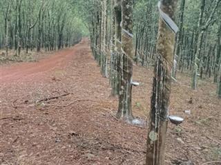 320HA NGUỒN THU MẠNH TÌM NHÀ ĐẦU TƯ320HA NGUỒN THU MẠNH TÌM NHÀ ĐẦU TƯ
thực tế bên ngoài