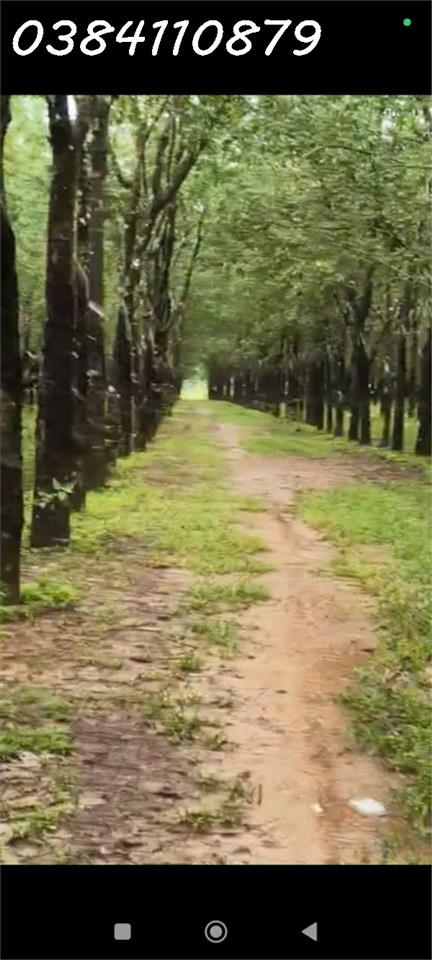 320HA NGUỒN THU MẠNH TÌM NHÀ ĐẦU TƯ320HA NGUỒN THU MẠNH TÌM NHÀ ĐẦU TƯ
thực tế bên ngoài