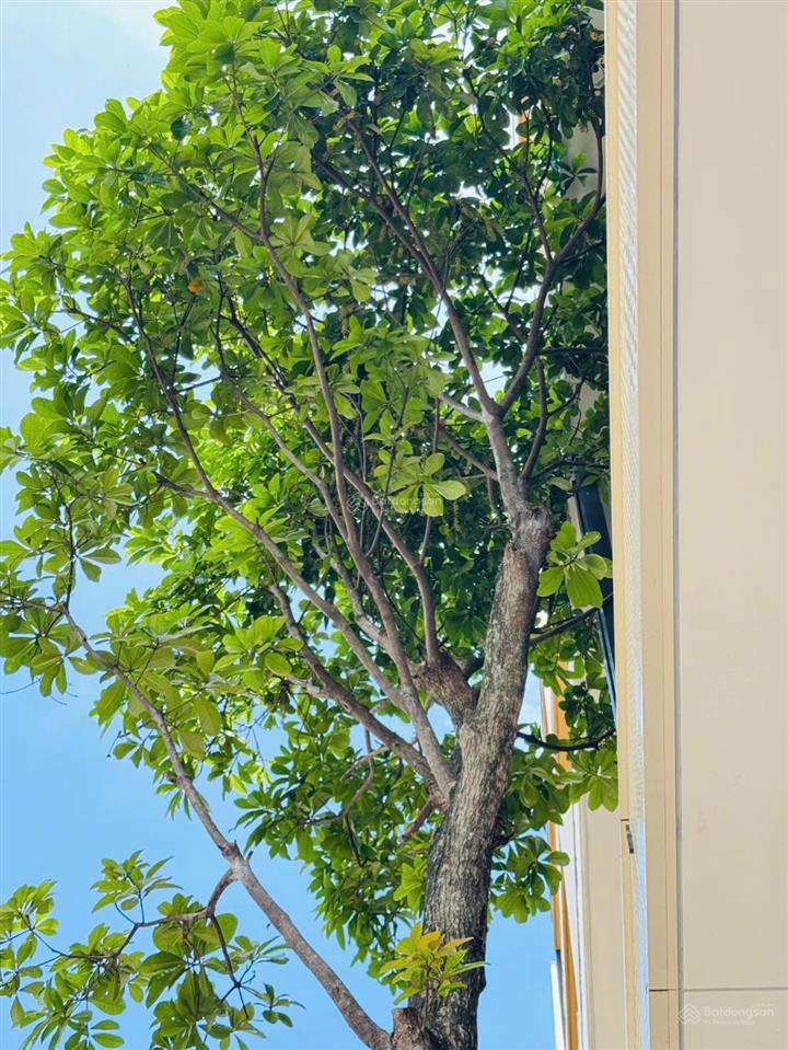 Quỹ nhà phố hiếm có sẵn thang máy tại bình tân phù hợp đầu tư dòng tiền
