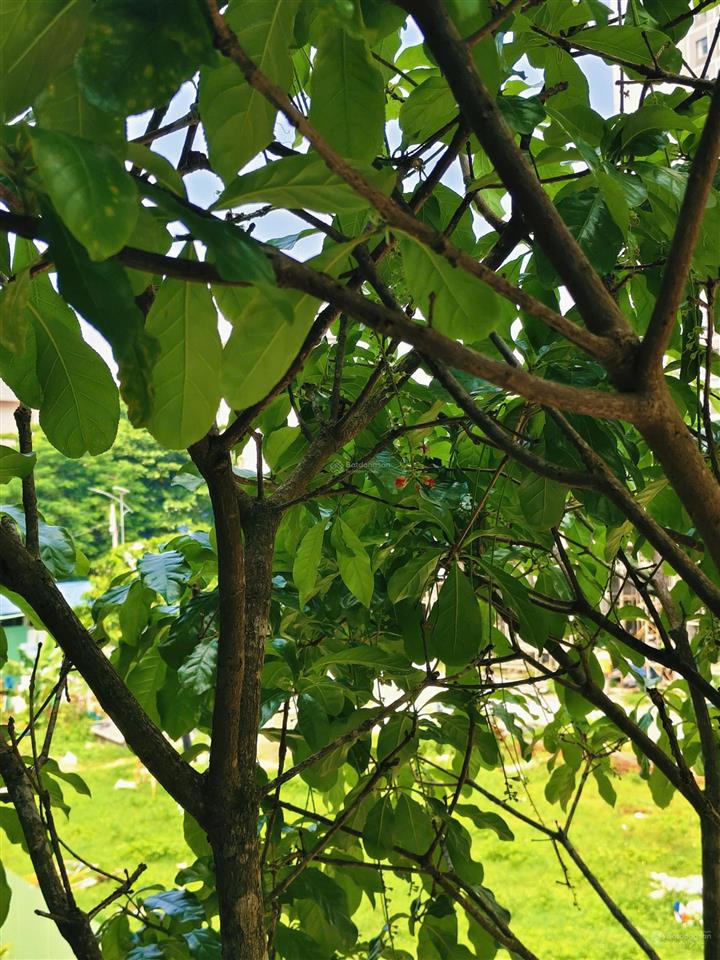 The sholi | nhà phố an dương vương phường an lạc, tphcm | 64m2 đất + 356 m2 dtsd | có thang máy.