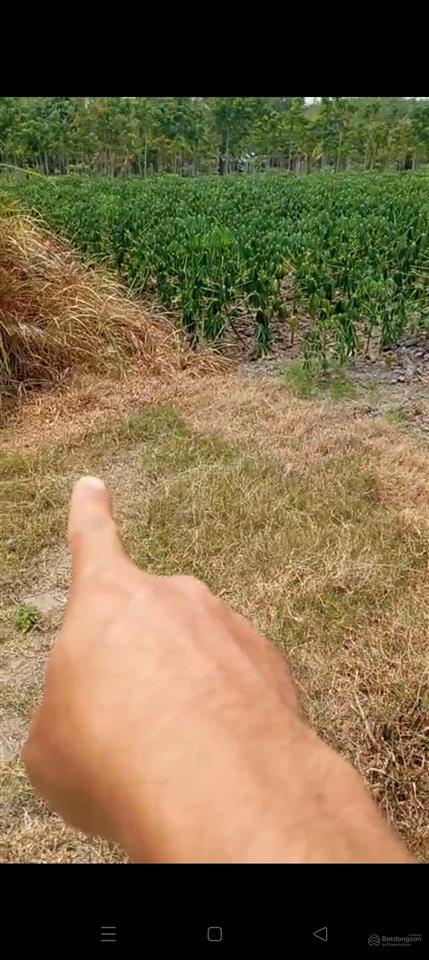 Chính chủ bán gấp 1.2ha đất đẹp long chữ chỉ 2 tỷ 550, long chữ bến cầu tây ninh