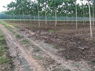 Chính chủ cần bán 32 mẫu đất cây lâu năm đang trồng cao su năm 3. giá 39,9 tỷ tl