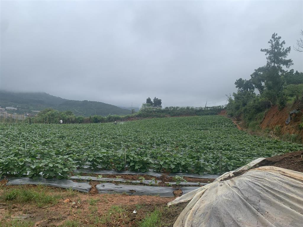 Bán đất view toàn cảnh tthc mới lâm đồng, cách hồ xuân hương đà lạt 20km, giá siêu hời 13 tỷ