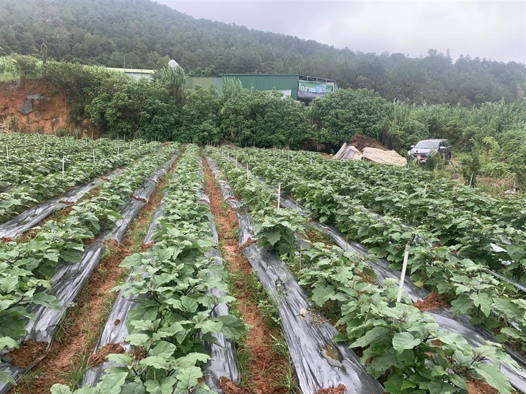 Bán đất view toàn cảnh tthc mới lâm đồng, cách hồ xuân hương đà lạt 20km, giá siêu hời 13 tỷ