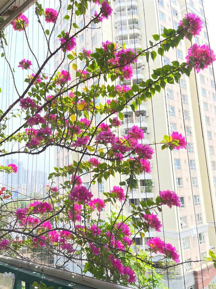 Bán căn hộ 2 phòng ngủ 100m2 cao ốc an cư q2 giá 6.7 tỷ thương lượng