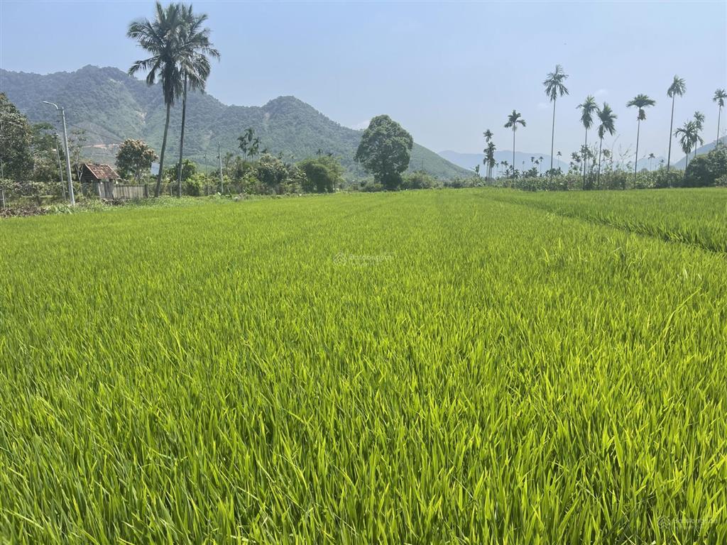 Bán 1000m2 đất trồng cây hoà nhơn, đất vuông vức, đường 3,5m, sát khu dân cư, view cánh đồng mát mẻ
