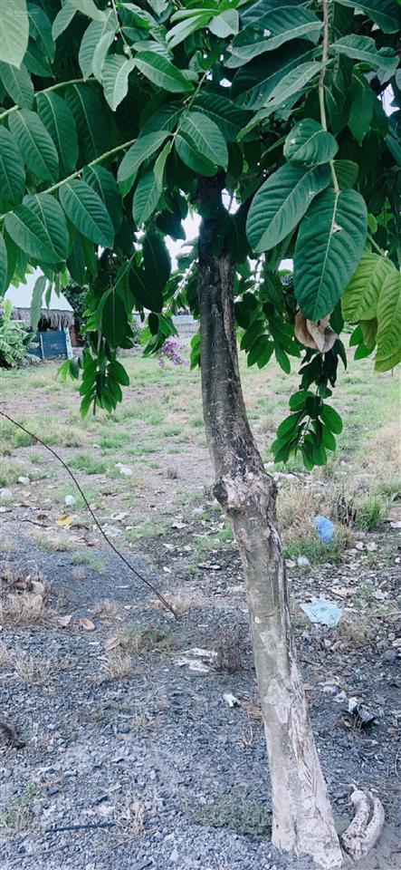 Bán đất tại bình mỹ, củ chi, hồ chí minh, giá tốt 19 tỷ, diện tích 1104 m2