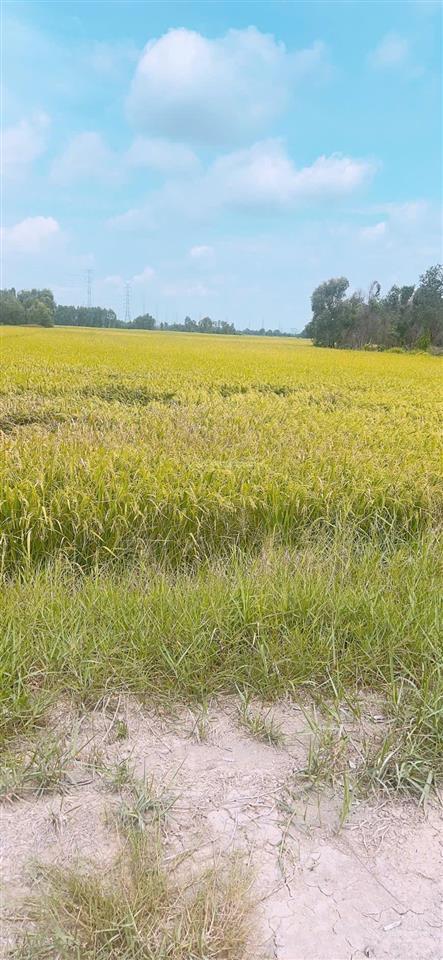Bán đất 2600m2 tại tân thạnh đông, củ chi, 4,2 tỷ vnd