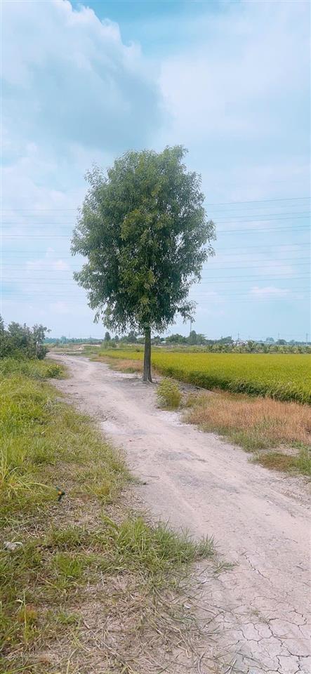 Bán đất 2600m2 tại tân thạnh đông, củ chi, 4,2 tỷ vnd