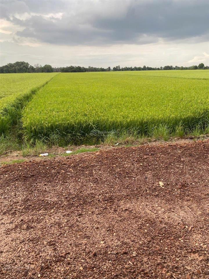 Bán đất tại tân thạnh đông, củ chi, giá ưu đãi 4,5 tỷ, 5000 m2