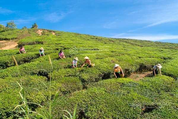 Chính chủ bán 6,5 ha đất có 3500m2 thổ cư tại vân hồ