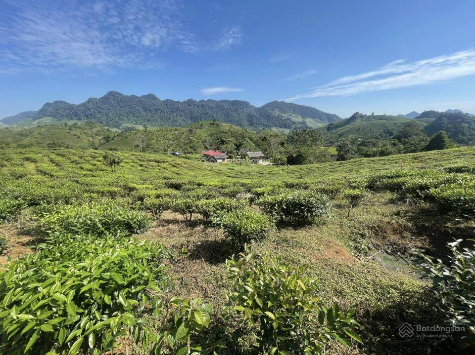 Chính chủ bán 6,5 ha đất có 3500m2 thổ cư tại vân hồ