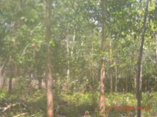 Bán 3000 m2 đất đường đông đảo, hàm ninh, phú quốc