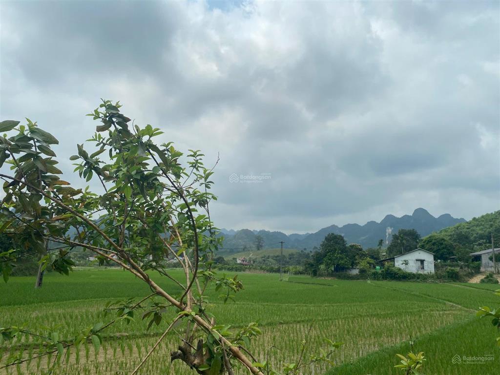 Chính chủ gửi bán 338m có 203m thổ cư 135m cln cao phong,hòa bình( phú thọ)