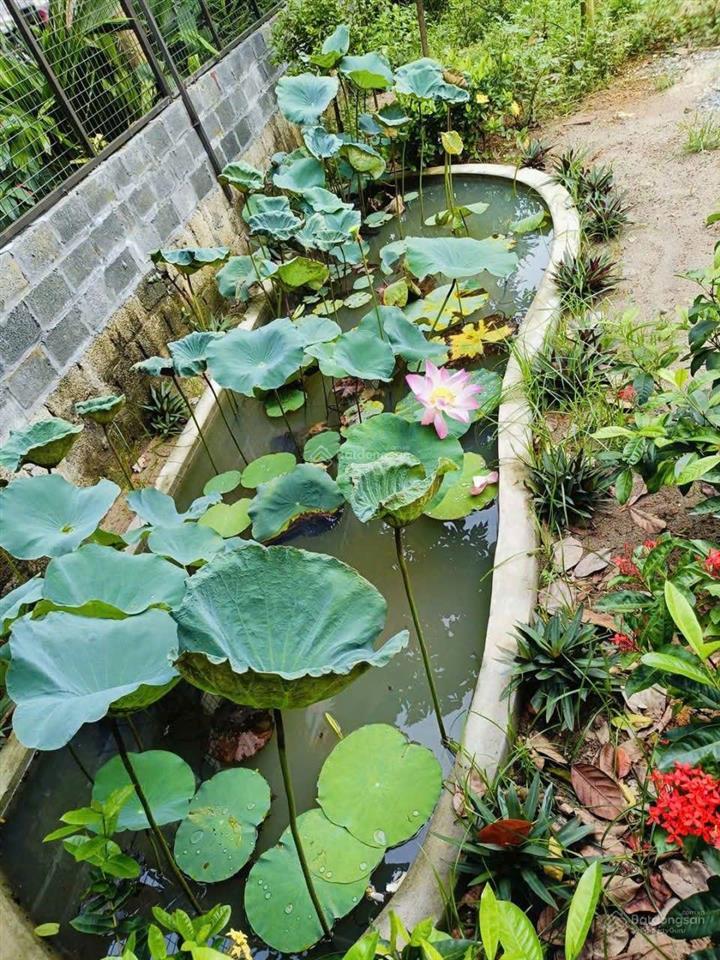 Chính chủ bán đất tại xã phú cát, hà nội, ô tô, phun thổ cư, tách thửa, 290.8m2 giá 8.1tỷ tl