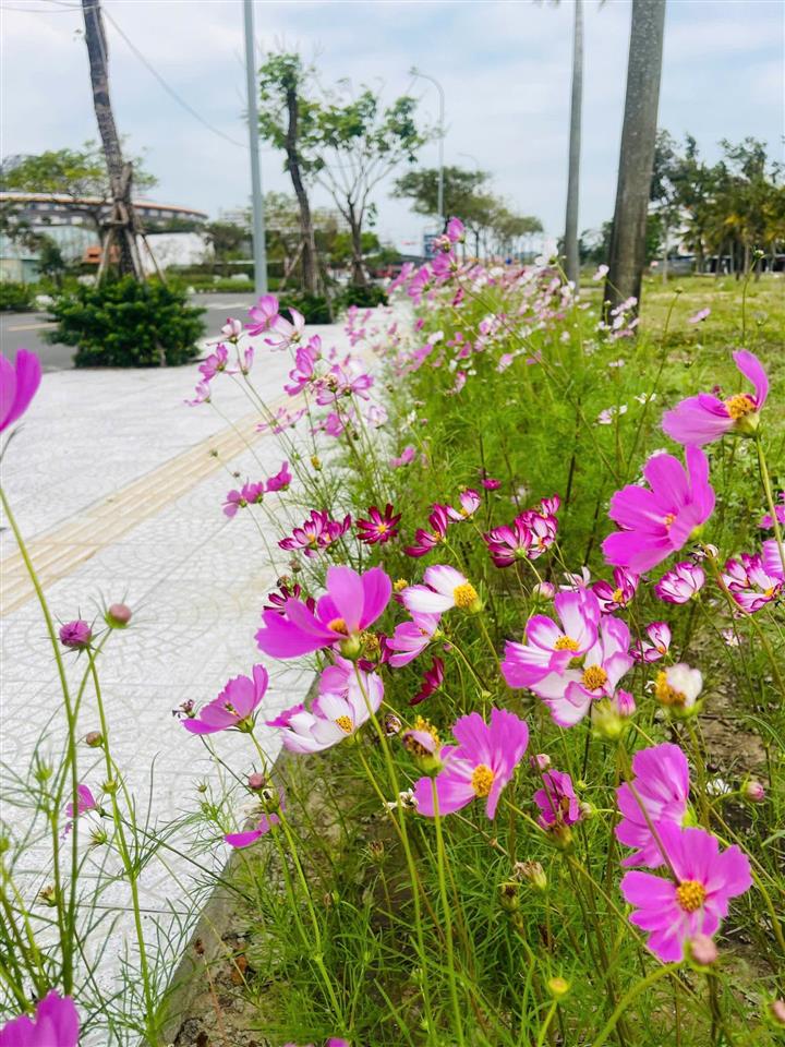 Hàng hiếm lô 2 mặt tiền fpt trục bắc nam v5, gần sông  bđs rồng đỏ chuyên fpt city đà nẵng