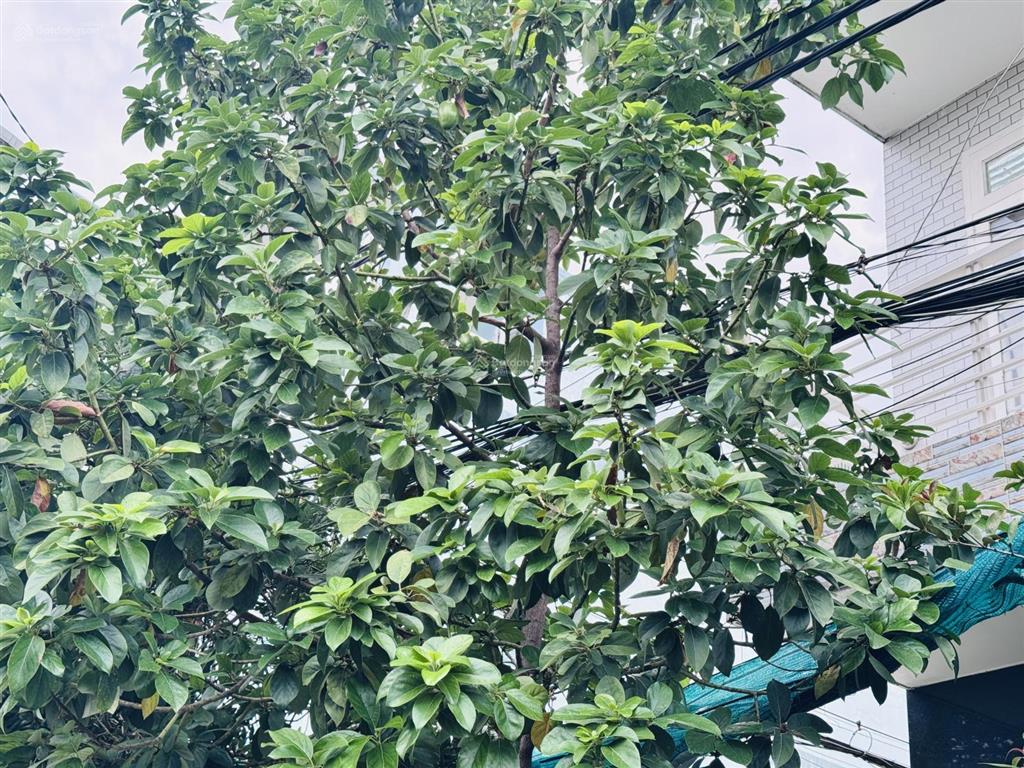 P. linh trung, nhà 3t, hxh tránh, 106m2 giảm 3 tỷ bán gấp chỉ 6.9 tỷ