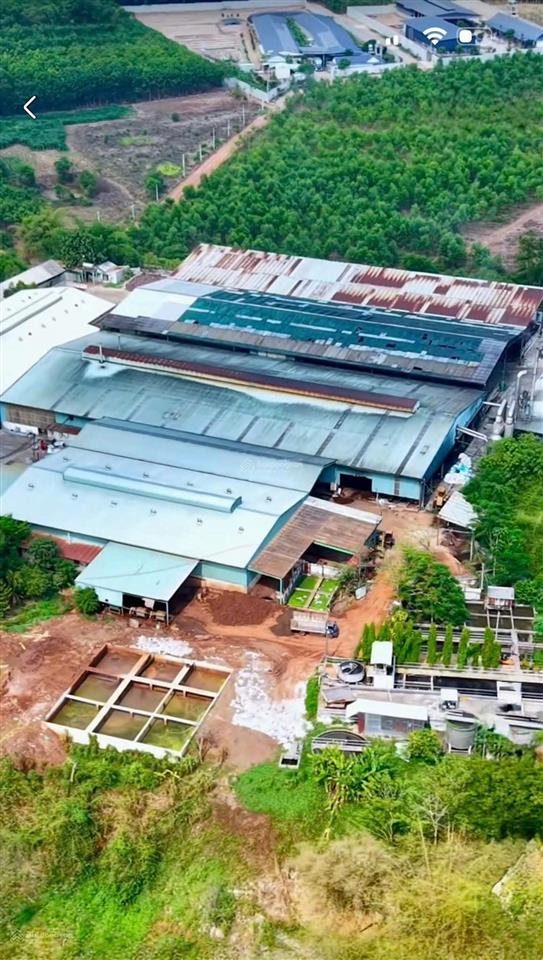 Bán nhà máy sản xuất mủ cao su phú giáo, bình dương